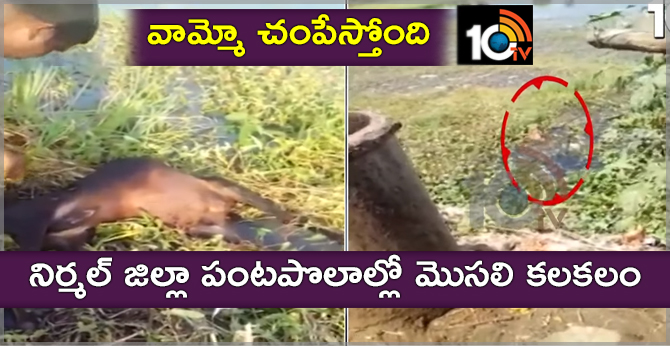 Crocodile Found In Farm Fields In Nirmal District