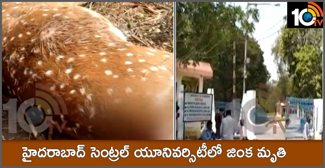 Deer dies at Hyderabad Central University