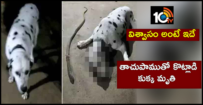 విశ్వాసం అంటే ఇదే : తాచుపాముతో కొట్లాడి కుక్క మృతి విశ్వాసం అంటే ఇదే : తాచుపాముతో కొట్లాడి కుక్క మృతి
