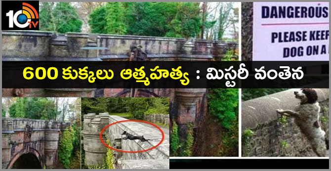 Dogs committed suicide bridge mystery In Scotland