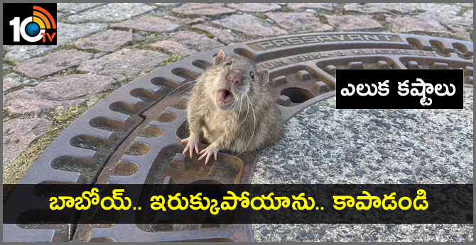 ఎలుక కష్టాలు : బాబోయ్.. ఇరుక్కుపోయాను.. కాపాడండి! ఎలుక కష్టాలు : బాబోయ్.. ఇరుక్కుపోయాను.. కాపాడండి!