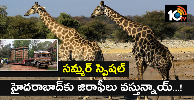 Giraffes in hyderabad: will be ready in few days