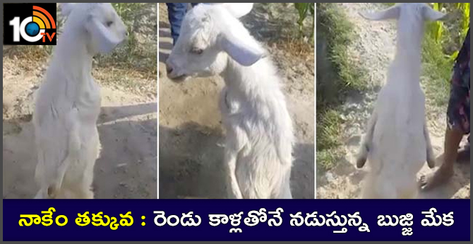 Goat walking with two legs