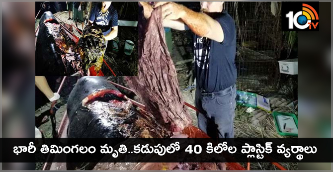 Plastic Alert:Whale Found With 40KG Of Plastic Pollution In Stomach