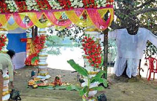 దేవతావృక్షాలు : వేదమంత్రాలతో చెట్లకు బట్టలు కట్టి పెళ్లి దేవతావృక్షాలు : వేదమంత్రాలతో చెట్లకు బట్టలు కట్టి పెళ్లి