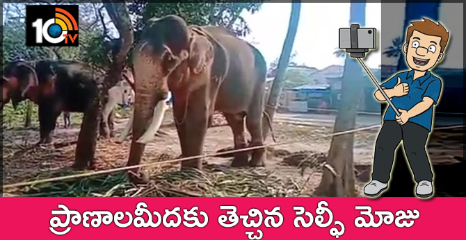 Selfie with Elephant goes wrong in Kerala