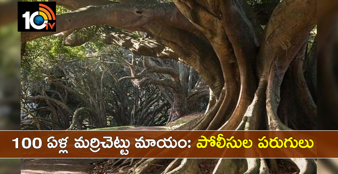 100 ఏళ్ల మర్రిచెట్టు మాయం: పోలీసుల పరుగులు 100 ఏళ్ల మర్రిచెట్టు మాయం: పోలీసుల పరుగులు