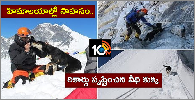 Stray Dog Tags Along Climbing Expedition Top 23000 Ft Himalayan