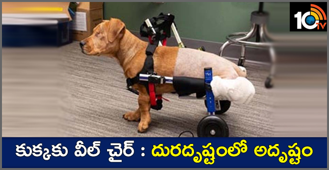 The dog that lost the legs in the accident ..specifically the wheelchair