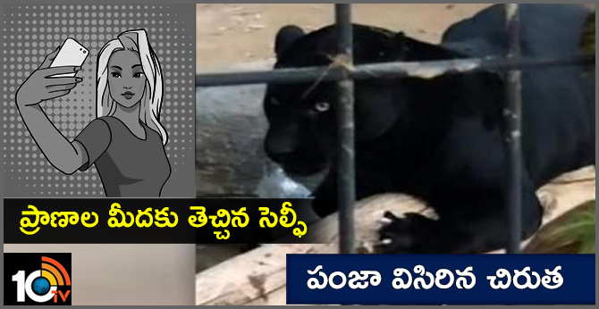 ప్రాణాల మీదకు తెచ్చిన సెల్ఫీ…పంజా విసిరిన చిరుత ప్రాణాల మీదకు తెచ్చిన సెల్ఫీ…పంజా విసిరిన చిరుత
