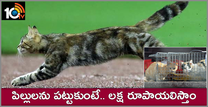 పిల్లులను పట్టుకుంటే.. లక్ష రూపాయలిస్తాం పిల్లులను పట్టుకుంటే.. లక్ష రూపాయలిస్తాం