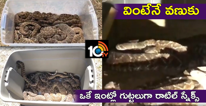 house under 45  rattle snakes found in texas newyork