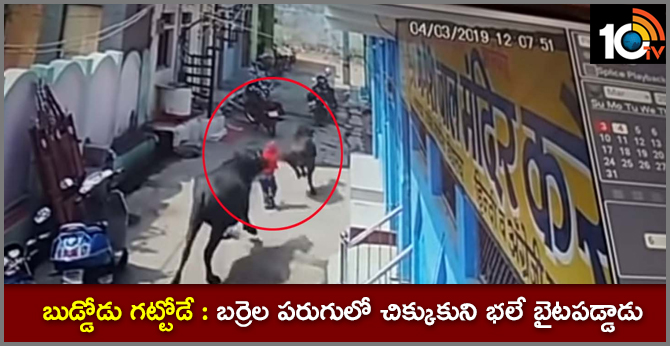 బుడ్డోడు గట్టోడే : బర్రెల పరుగులో చిక్కుకుని భలే బైటపడ్డాడు బుడ్డోడు గట్టోడే : బర్రెల పరుగులో చిక్కుకుని భలే బైటపడ్డాడు
