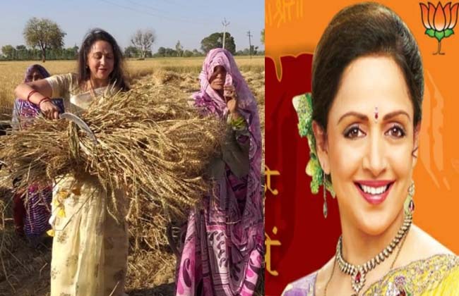 BJP MP candidate Hema Malini is campaigning in the wheat crop field
