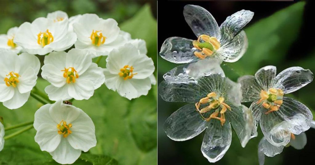 Skeleton Flower