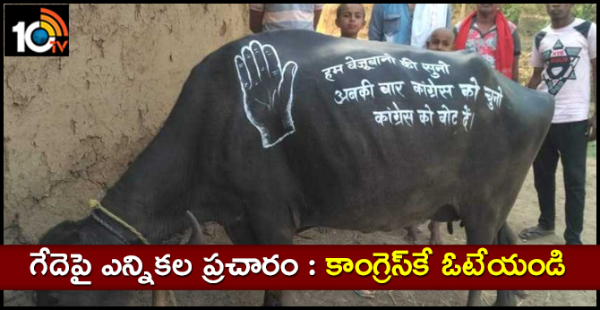 Congress uses buffalo for its poll campaign in Chhattisgarh