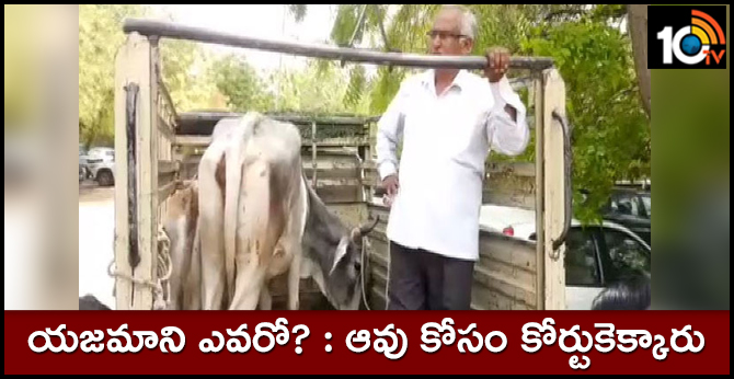 Cow brought to Jodhapur Court in Ownership Case in RaJasthan 