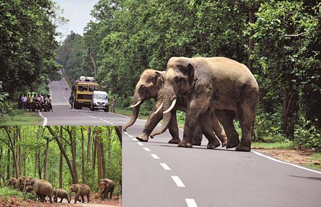 Elephants' problem in the constituencies polling