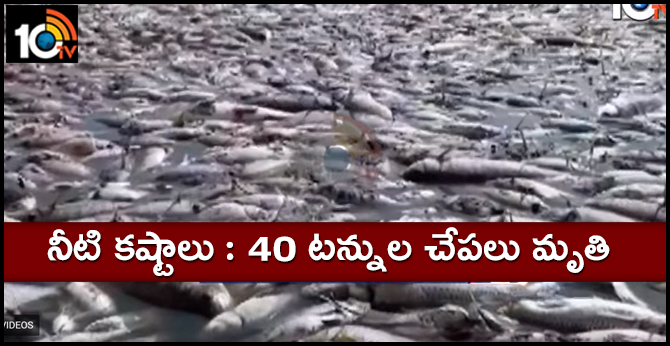 Fishes Died Due To No Water At Wanaparthy Palle Cheruvu