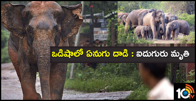 ఒడిషాలో ఏనుగు దాడి : ఐదుగురు మృతి ఒడిషాలో ఏనుగు దాడి : ఐదుగురు మృతి