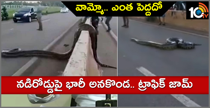 Giant anaconda crosses road in Brazil, Traffic halted and Scared people