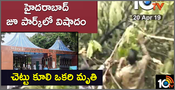Heavy rain fallen trees In Hyderabad