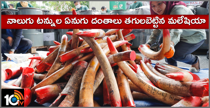 Malaysia destroys 4 tons of ivory tusks, products