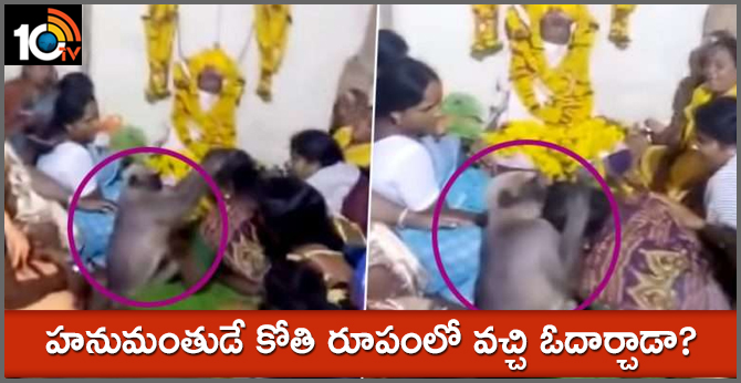 Monkey consoles woman at Karnataka funeral. Video goes viral