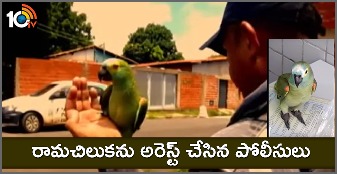 Police Arrests parrot trained by Brazilian drug dealers