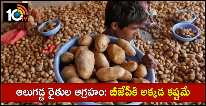 Potato farmars losses to count in 4 out of 8 seats voting next in UP