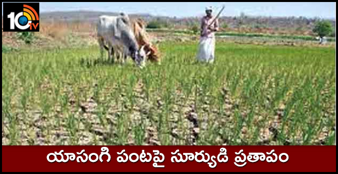 యాసంగి పంటపై సూర్యుడి ప్రతాపం యాసంగి పంటపై సూర్యుడి ప్రతాపం
