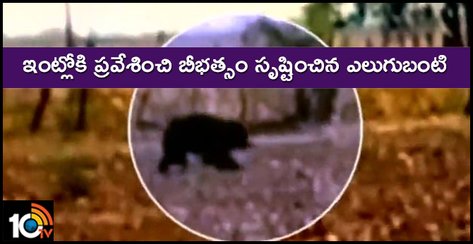 ఇంట్లోకి ప్రవేశించి బీభత్సం సృష్టించిన ఎలుగుబంటి ఇంట్లోకి ప్రవేశించి బీభత్సం సృష్టించిన ఎలుగుబంటి
