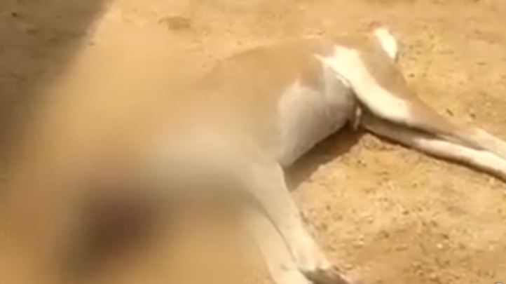 Bomb blast in Nalgonda district : pet dog killed