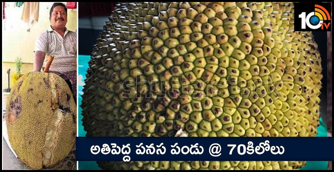 అతిపెద్ద పనస పండు @ 70కిలోలు అతిపెద్ద పనస పండు @ 70కిలోలు