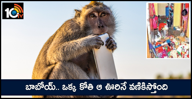 Lone monkey gives sleepless nights to inhabitants