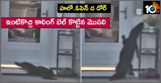 హలో..ఓపెన్ ద డోర్ : ఇంటికొచ్చి కాలింగ్ బెల్ కొట్టిన మొసలి హలో..ఓపెన్ ద డోర్ : ఇంటికొచ్చి కాలింగ్ బెల్ కొట్టిన మొసలి