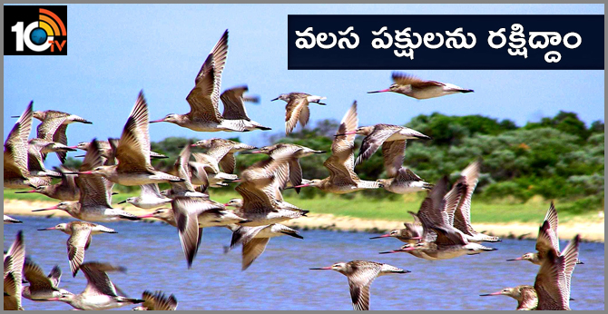 May 11 World Migration Birds Day