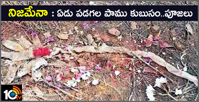 Seven Headed Snake  Skin In Ramanagara..People Perform Pooja