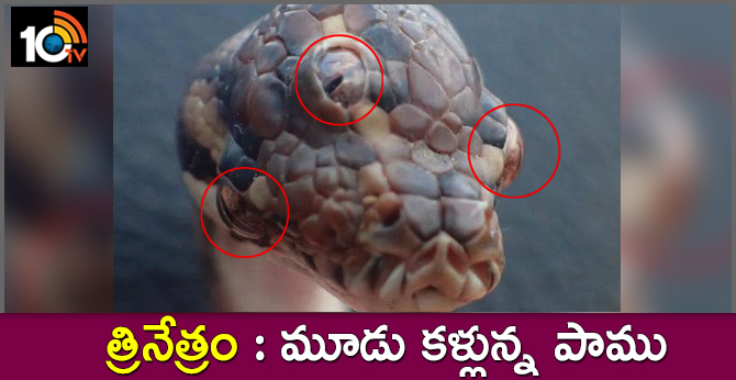 Three Eyed Carpet Python Snake Spotted in Australia