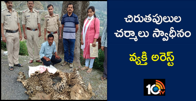 Two leopard skins recovered from an individual in Chowari, Himachal Pradesh