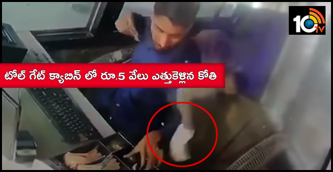 monkey theft five thousand rupees from toll gate cabin