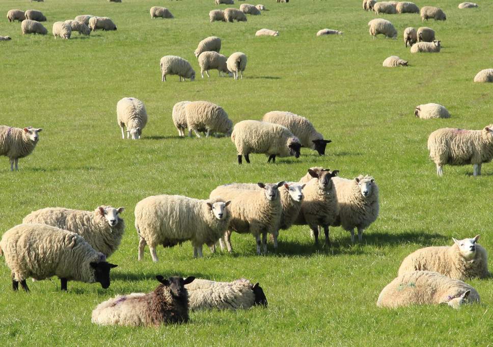 15 sheep admission enrolled in france school in Belledonne village