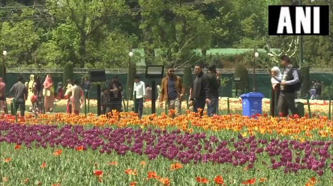 Jammu Kashmir is Asia's largest tulip flower garden watch a large number of tourists visit