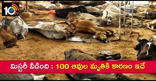 reason-behind-100-cows-death