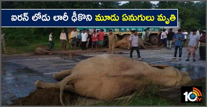 ఐరన్ లోడు లారీ ఢీకొని మూడు ఏనుగులు మృతి ఐరన్ లోడు లారీ ఢీకొని మూడు ఏనుగులు మృతి