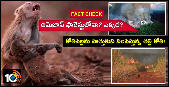 Seen this viral pic of a monkey holding her baby from Amazon fire? Fact check: It is from Jabalpur