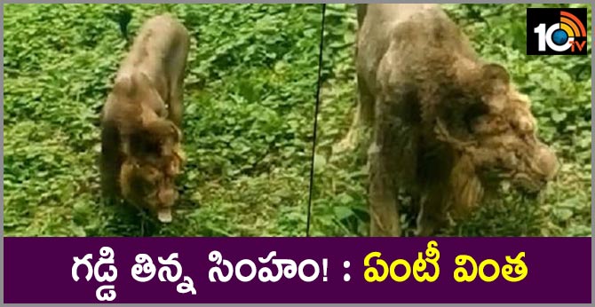 గడ్డి తిన్న సింహం! : ఏంటీ వింత గడ్డి తిన్న సింహం! : ఏంటీ వింత