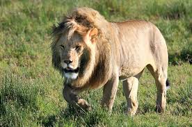 2 journalists, 4 other Persons for tracking lions in Gir forest Gujarat