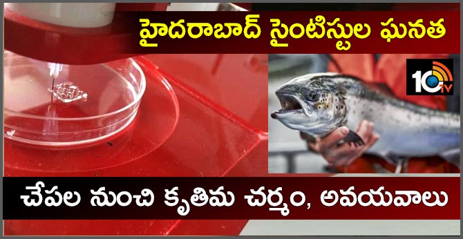 హైదరాబాద్ సైంటిస్టుల ఘనత : చేపల నుంచి కృతిమ చర్మం, అవయవాలు హైదరాబాద్ సైంటిస్టుల ఘనత : చేపల నుంచి కృతిమ చర్మం, అవయవాలు