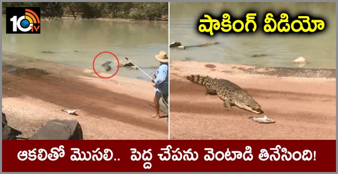 In Shocking Video, Hungry Crocodile Snatches Fish From Angler's Line